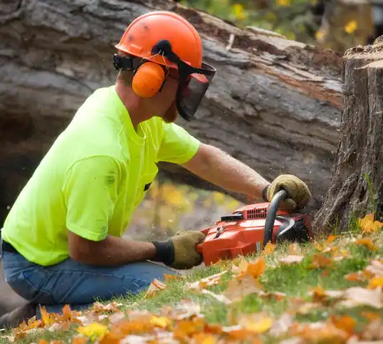 tree services Gainesville